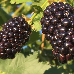 

Ежевика Агавам