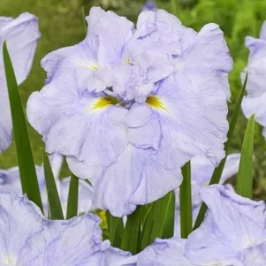 

Ирис мечевидный Диннер Плейт Айс Крим