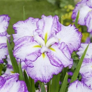 

Ирис мечевидный Диннер Плейт Тирамису