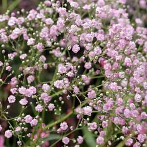 

Гипсофила Фламинго