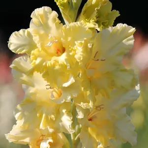 

Гладиолус Золото Скифов