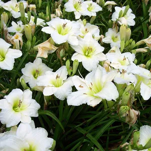 

Лилейник Джентл Шеферд