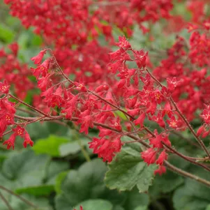 

Гейхера Плю де Фо трясунковидная