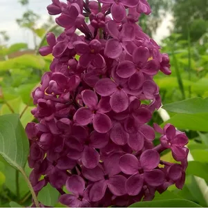 

Сирень Индия