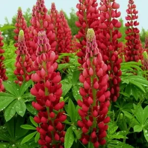 

Люпин Май Кастл