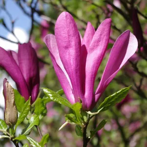 

Магнолия Сьюзан