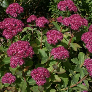 

Очиток (седум) Карл