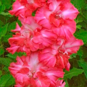 

Гладиолус Парижанка