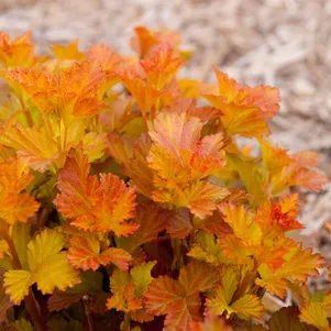 

Пузыреплодник Эмбер Джубили