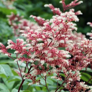 

Роджерсия Элеганс перистая