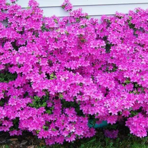 

Рододендрон (Азалия) Гейша Пурпл