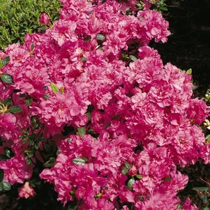 

Рододендрон Петтикоут