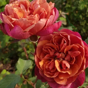

Роза Ча Ча миниатюрная, Imperial Rose