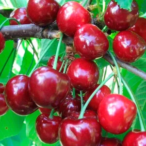 

Черешня Теремошка