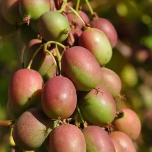 

Актинидия (мини киви) Ананасная (женский сорт)