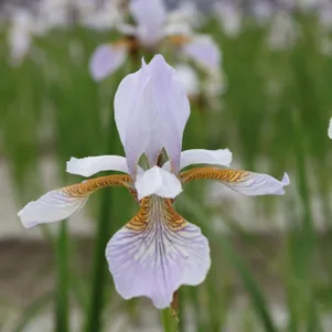 

Ирис сибирский Миссис Роу