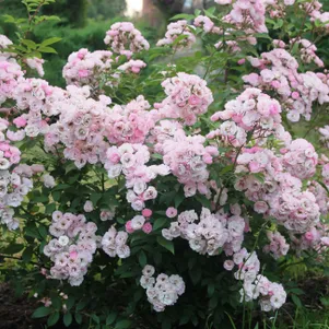 

Роза Хэвенли Пинк мускусная, Ленс (лиц)