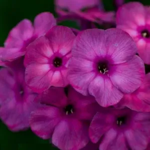 

Флокс Классик Кассис метельчатый