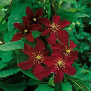 

Клематис Ниобе крупноцветковый (3)