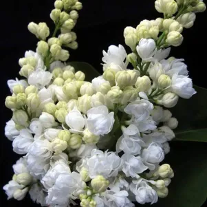 

Сирень Память о Колесникове