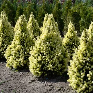 

Живая изгородь: Ель канадская Дейзи Уайт 10шт