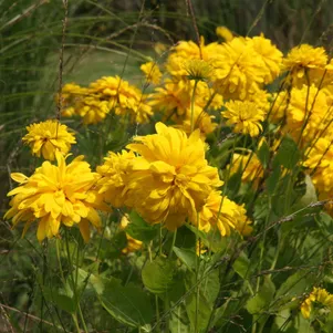 

Рудбекия Голдквелле рассеченная