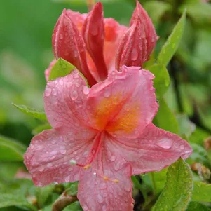 

Рододендрон (Азалия) Сесиль розовый