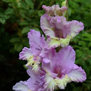 

Гладиолус Сказочный мир