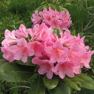 

Рододендрон Хельсинский Университет гибридный