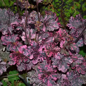 

Гейхера Миднайт Роуз