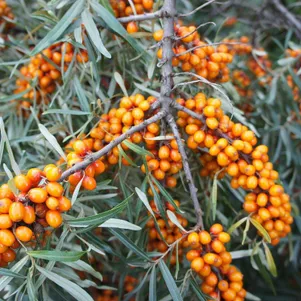 

Облепиха Трофимовская