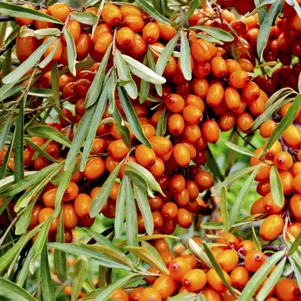 

Облепиха Воробьёвская