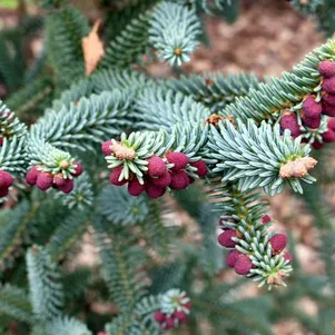 

Пихта испанская Глаука