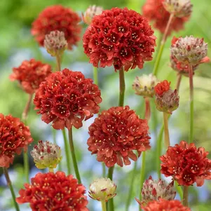 

Армерия Баллерина Ред