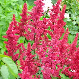 

Астильба Арендса Гертруд Брикс