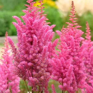 

Астильба арендса Глория