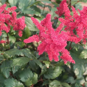 

Астильба арендса Спинелл