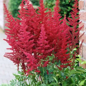 

Астильба арендса Фьюэр