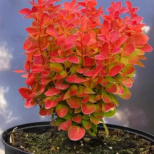 

Барбарис Тунберга Оранж Альф