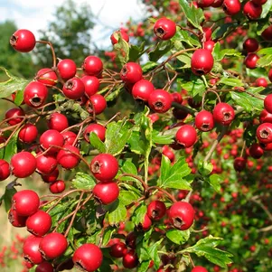 

Боярышник Арнольда