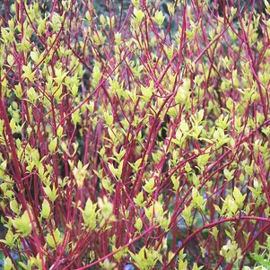 

Дерен Батон Руж белый