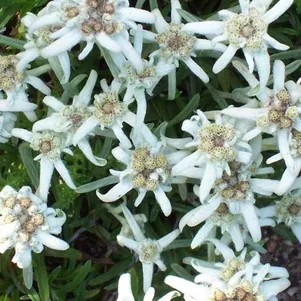 

Эдельвейс альпийский