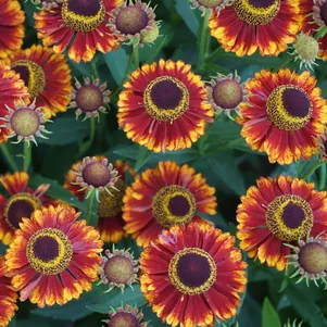 

Гелениум Бандера