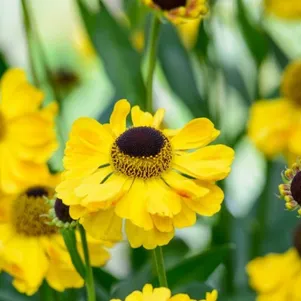 

Гелениум Эльдорадо