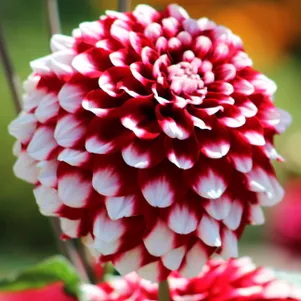 

Георгина Чекерс декоративная