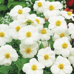 

Георгина Снизи декоративная