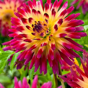 

Георгина Таити Санрайз кактусовидная