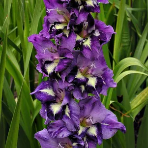 

Гладиолус Ночная звезда