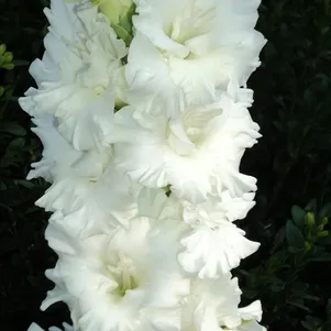 

Гладиолус Йес