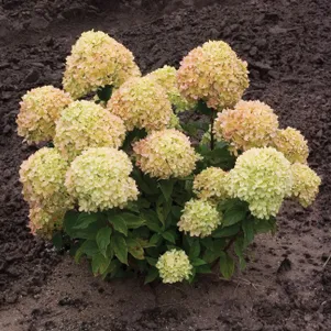 

Гортензия Литл Лайм (Маленький Лайм) метельчатая